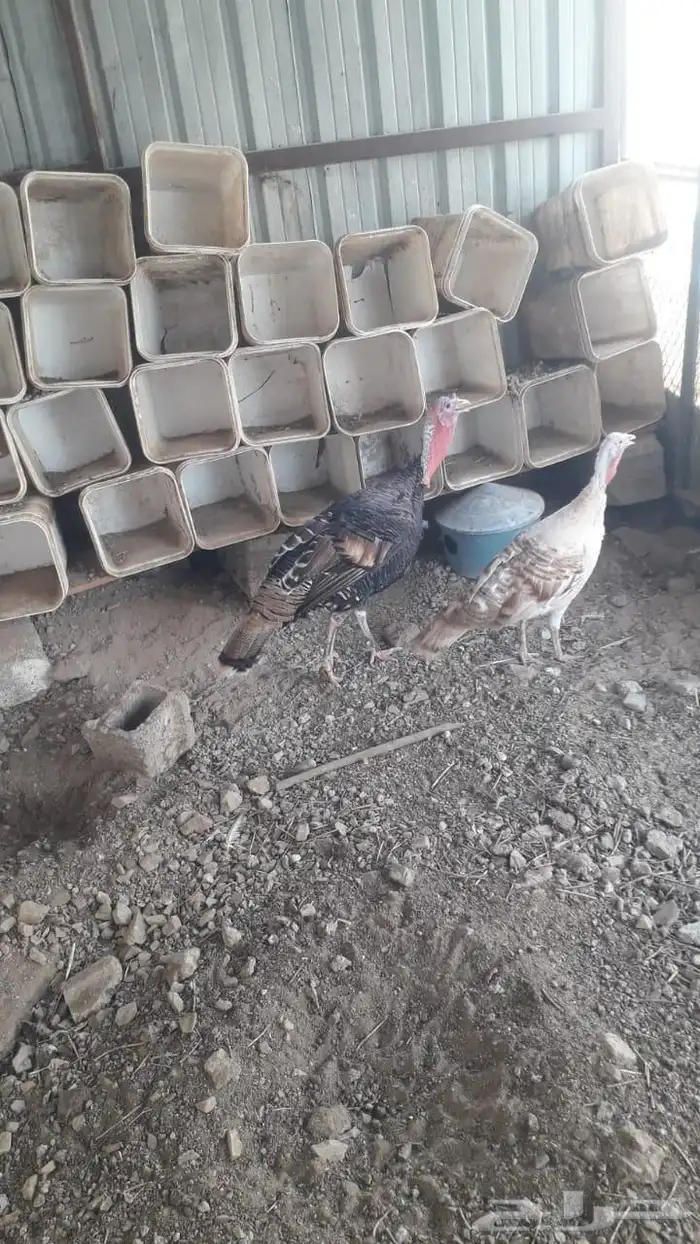 دجاج وديك رومي للبيع 1