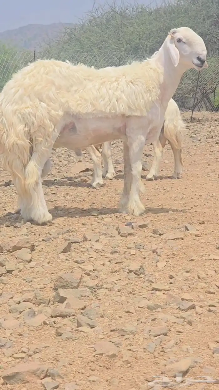 فحل مطور جذع 0