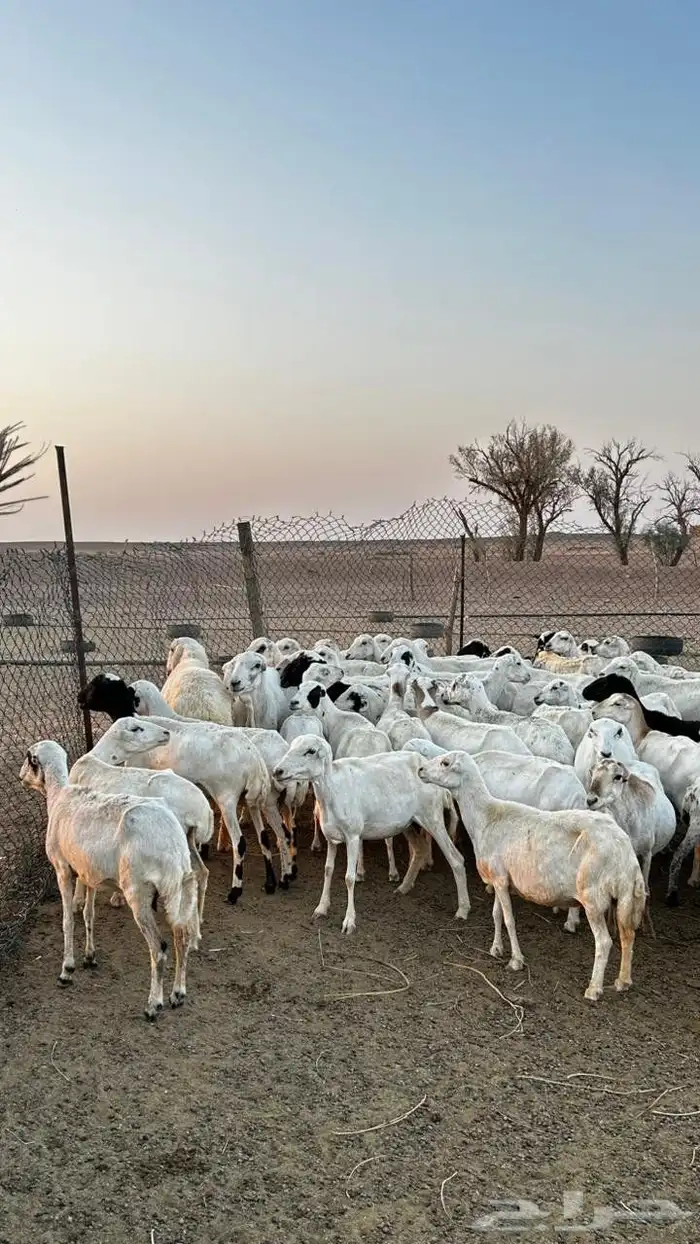 القصيم البدايع دهيماء 4