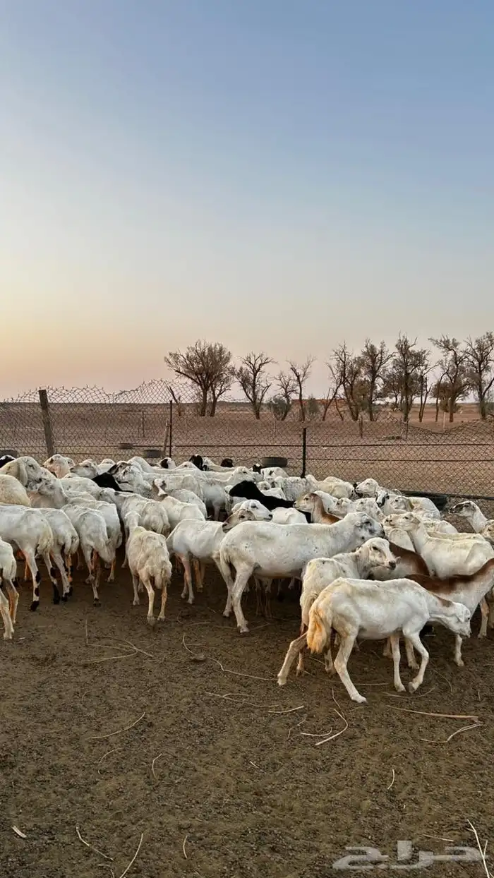 القصيم البدايع دهيماء 5
