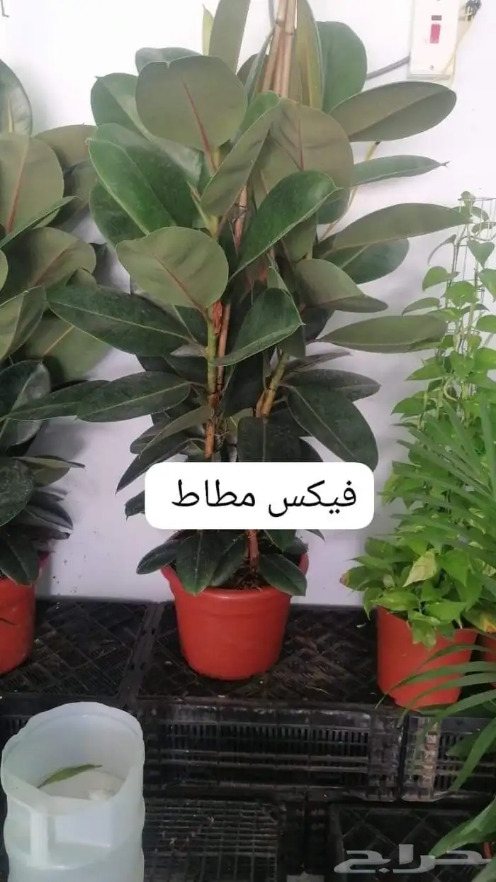 التواصل وتس او جوال 9