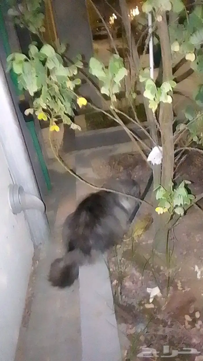 اطول للتبني رصاصي اللون 0