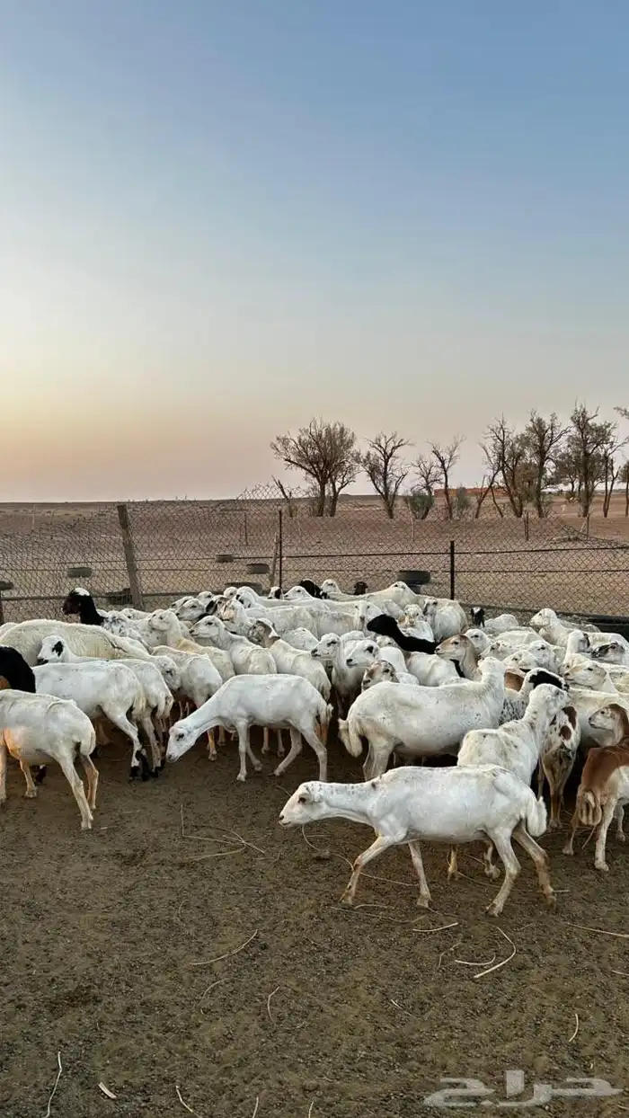 القصيم البدايع دهيماء 1