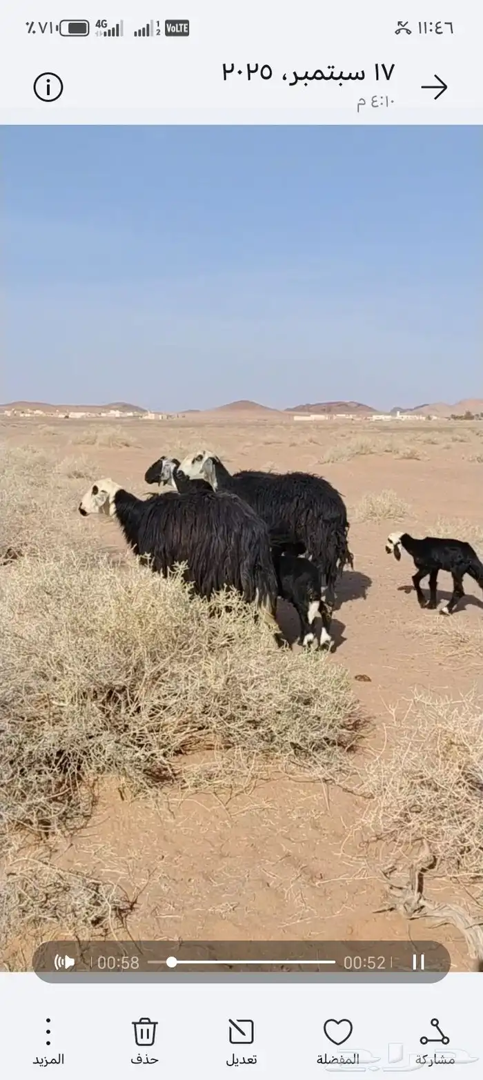 غنم للبيع ثلاث معهن ثلاث كلهن رباعيات اديوسهن سلم 0