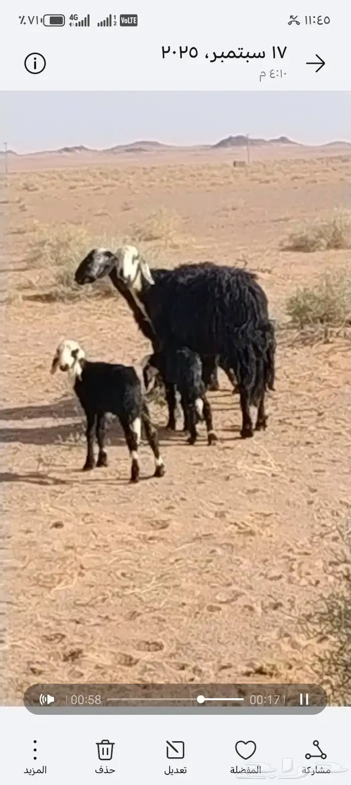 غنم للبيع ثلاث معهن ثلاث كلهن رباعيات اديوسهن سلم 1