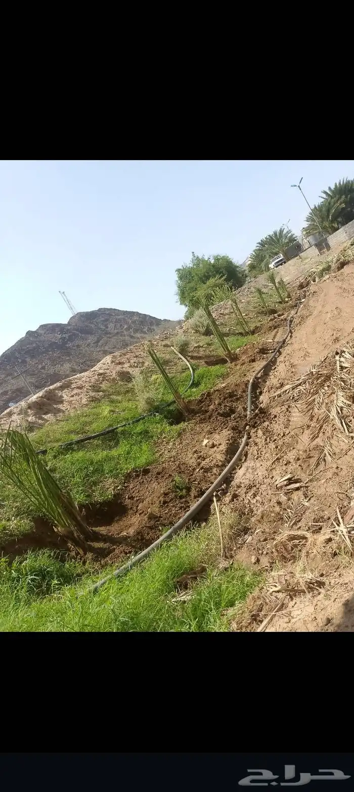 ابوعمارلقلع الفسايل وغرسها 0