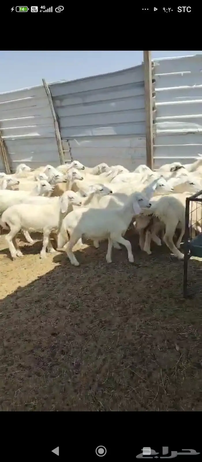 رخال للييع 2
