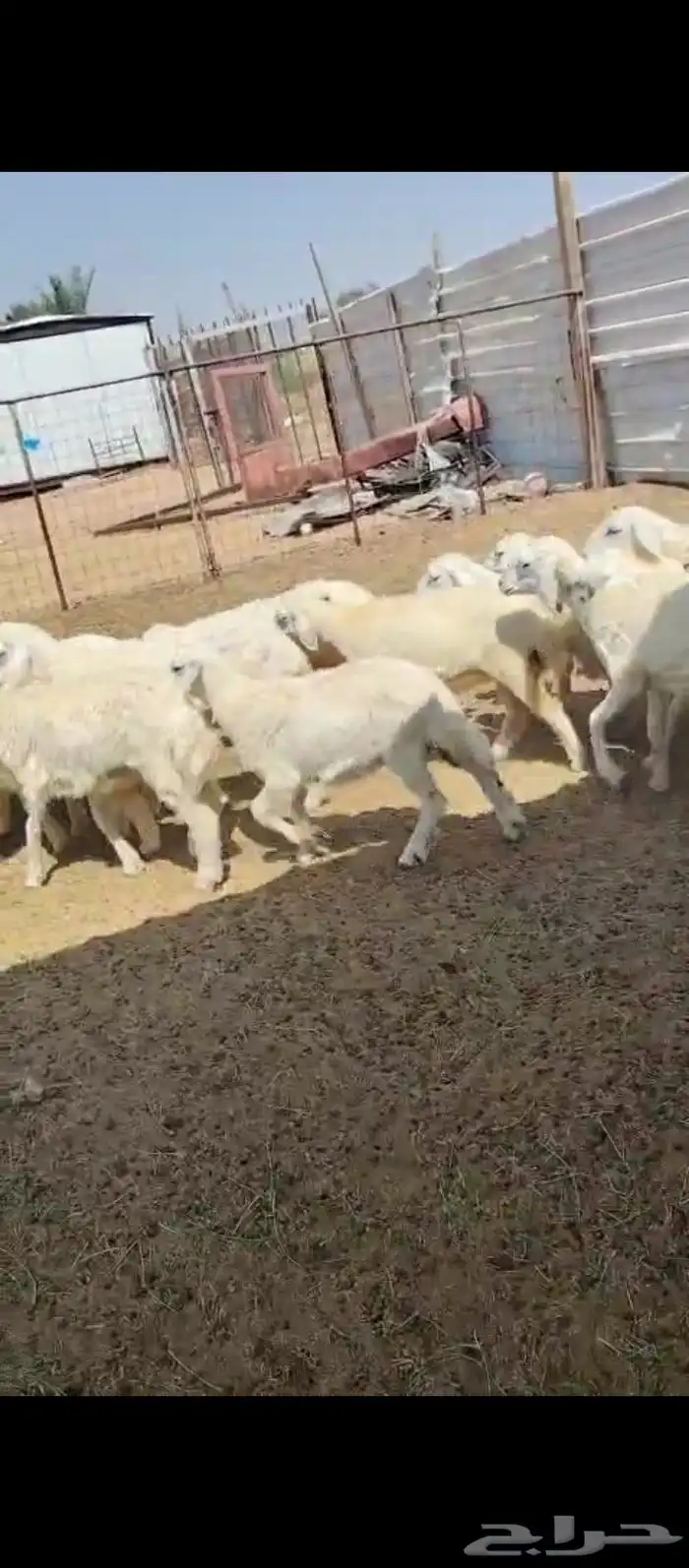 رخال للييع 1