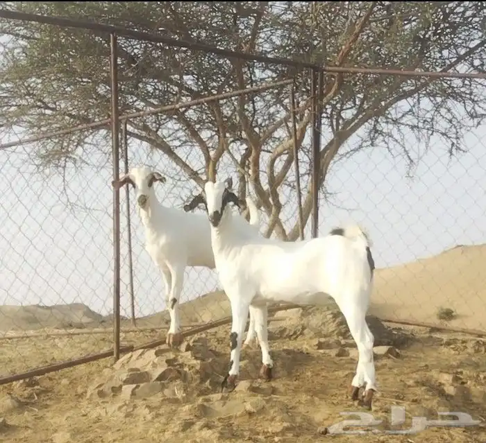 جفير بيشيات مشالله تبارك الله وصلوا على النبي 2