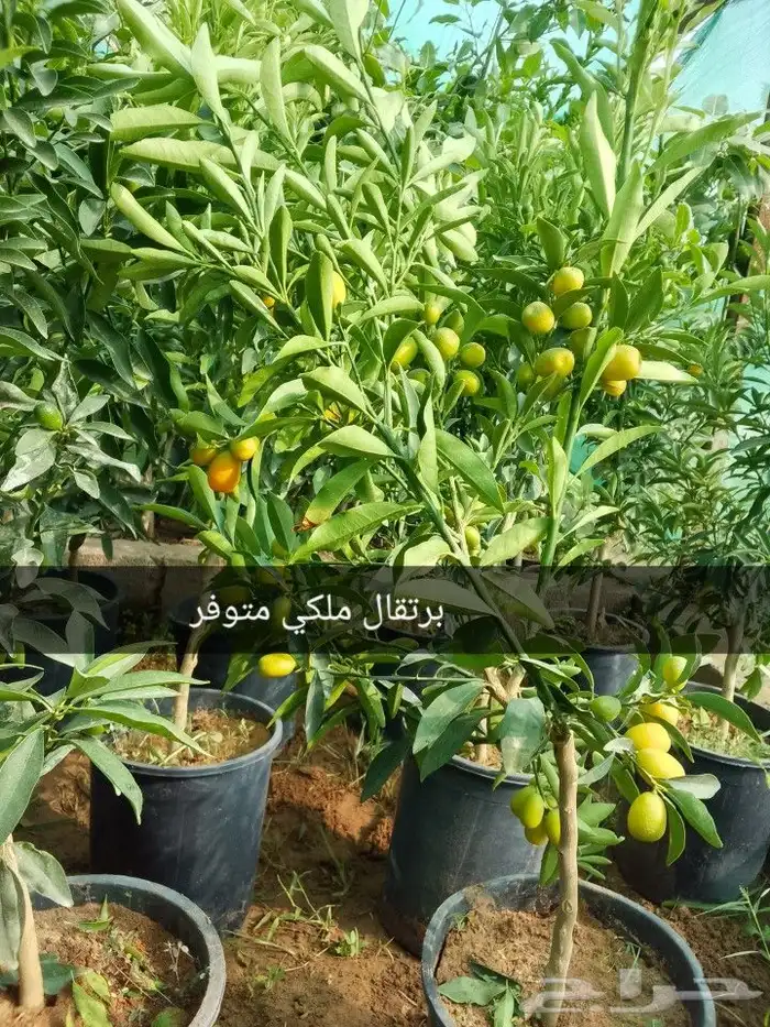 برتقال ملكي متوفر 0