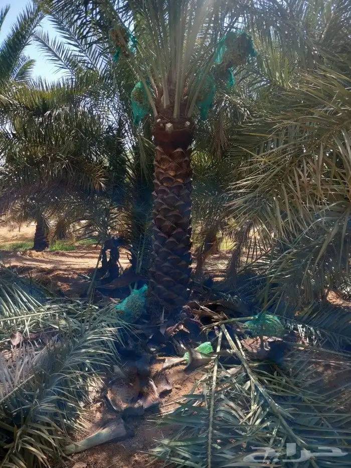 نخيل اخلاص رقم 3متر ومترين 1