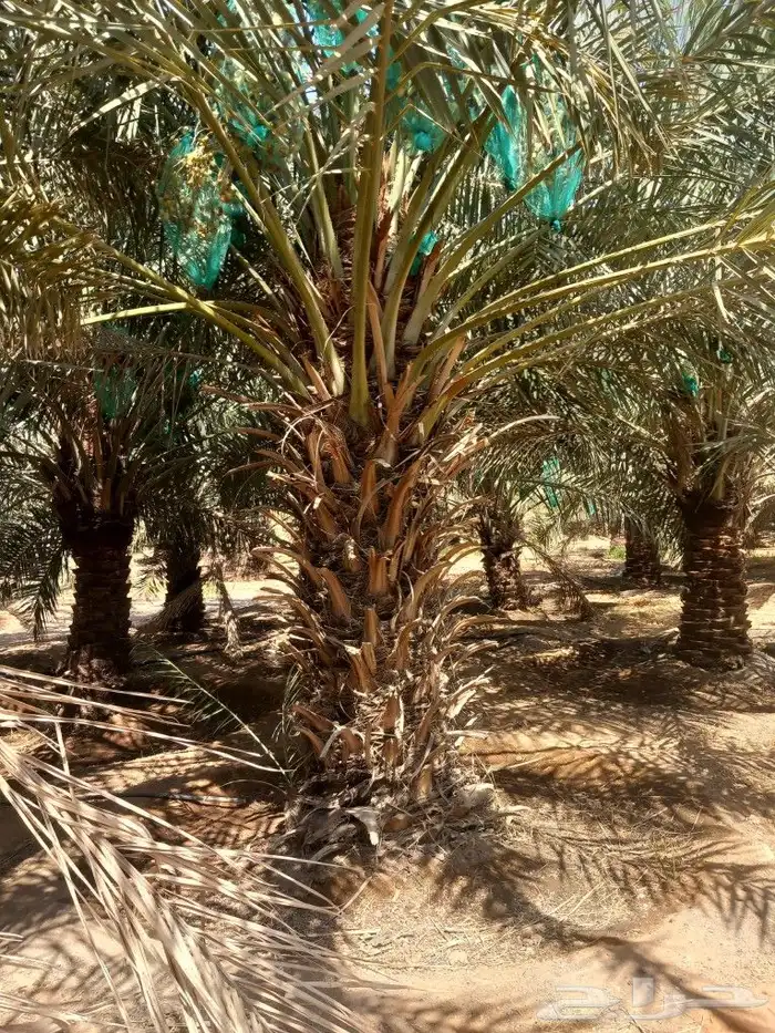 نخيل اخلاص رقم 3متر ومترين 3