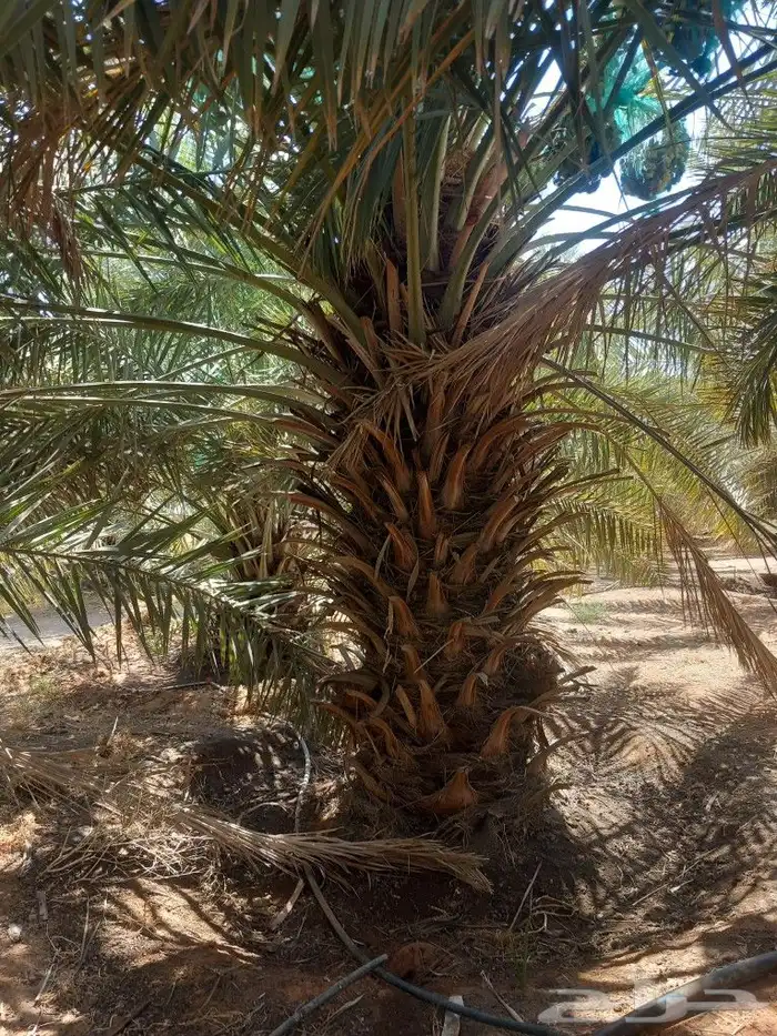 نخيل اخلاص رقم 3متر ومترين 2