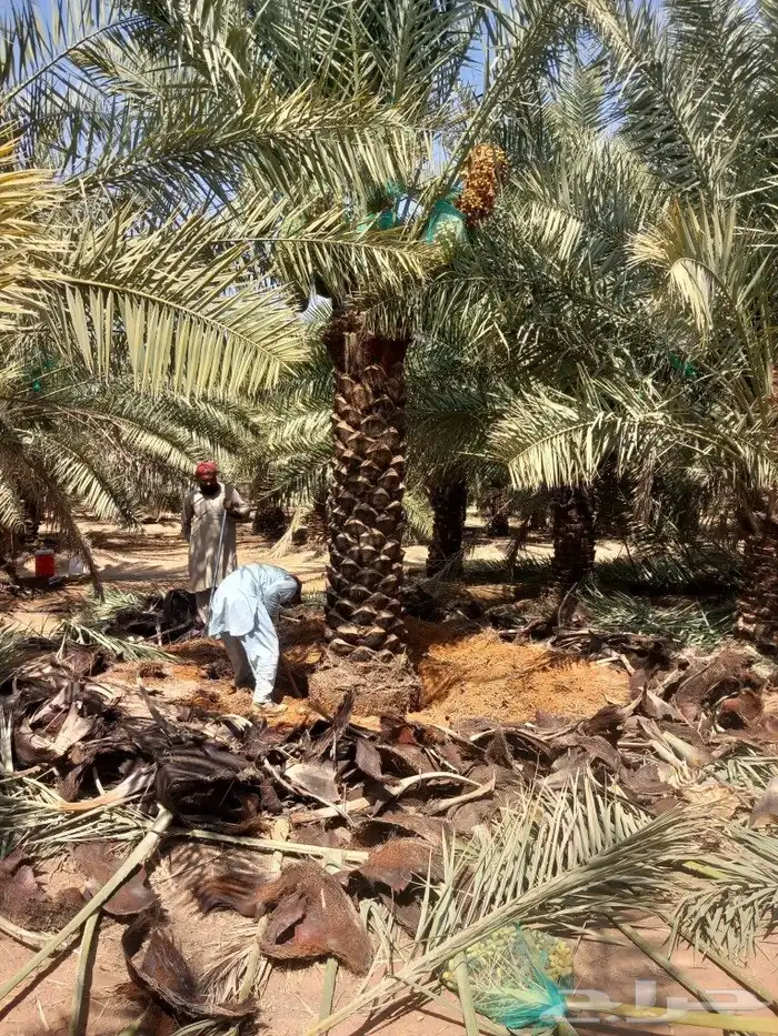 نخيل اخلاص رقم 3متر ومترين 4