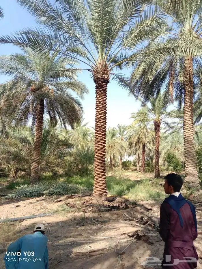متوفر لدينا جميع انواع نخل 0