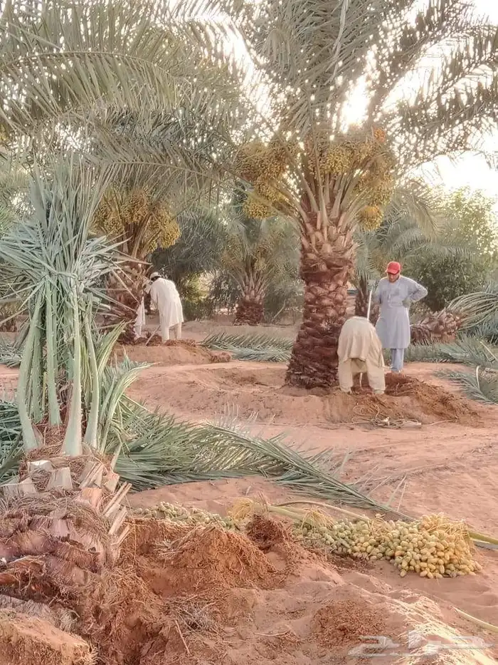 توريد وبيع نخيل عربي وزينه 1