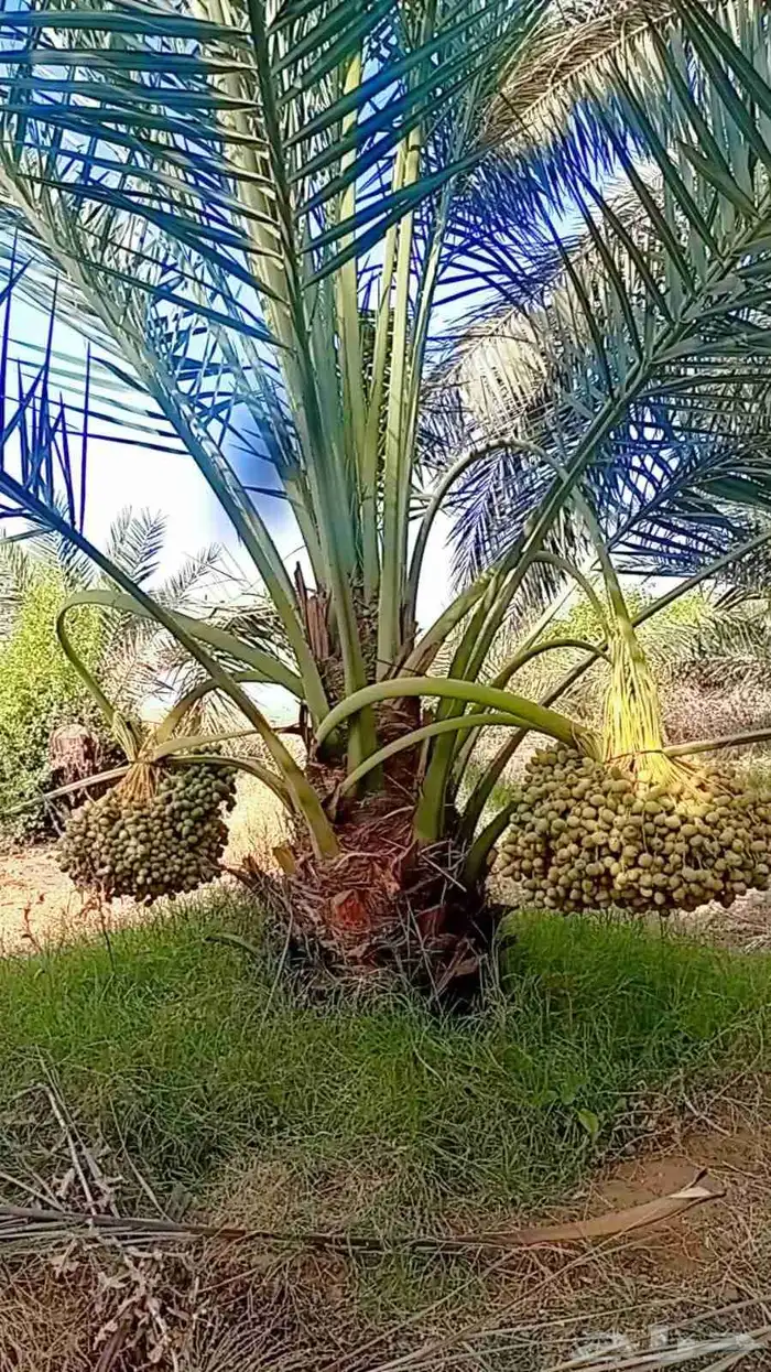 ابومحمد لتوريد جميع انواع النخيل المثمر 2