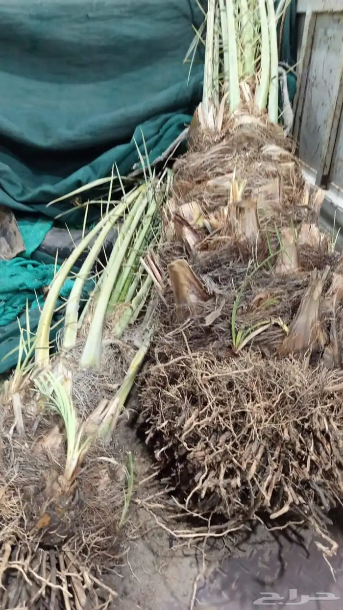 ابوياسين لبيع جميع انواع النخيل البلدي والواشنطن 4