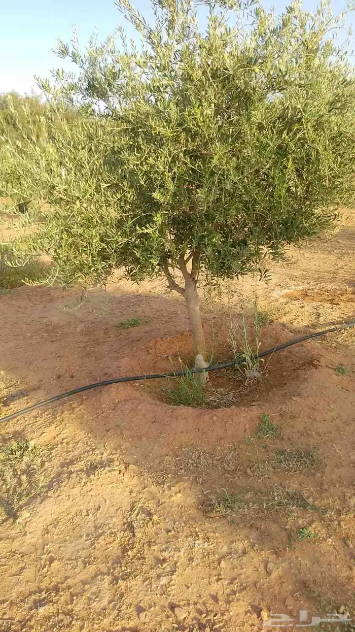 جميع انواع الاشجار 3