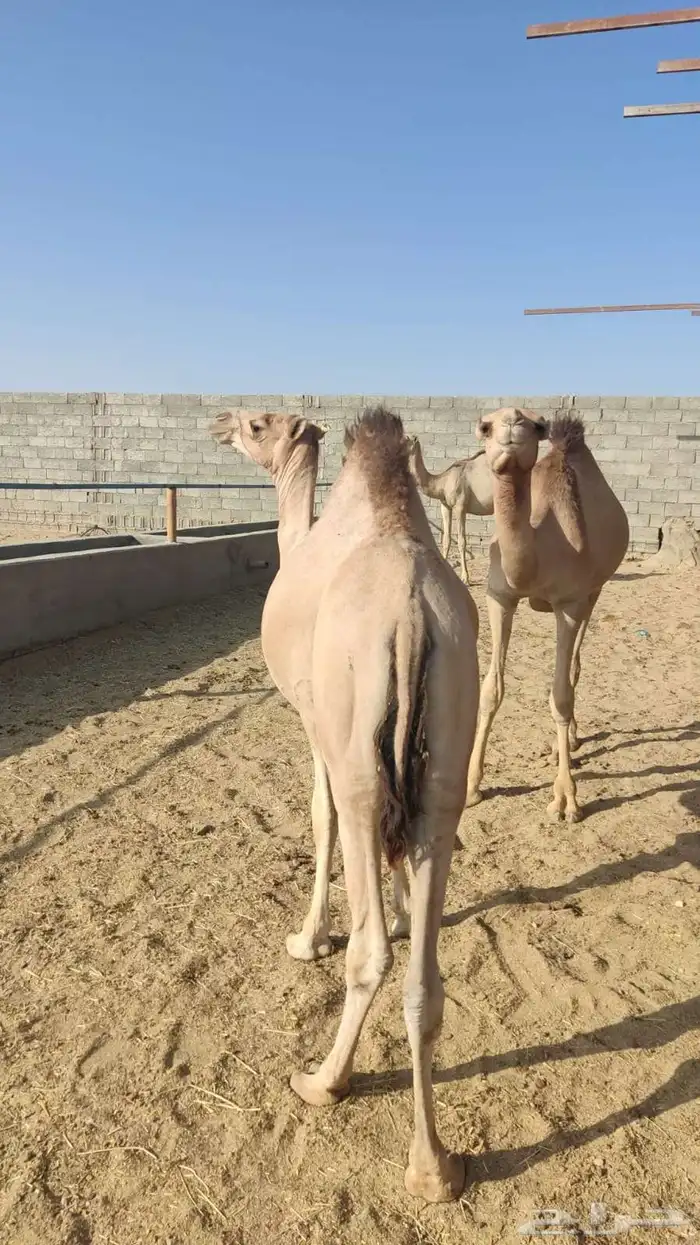 ما شاء الله تبارك الله جمال فل شحم 5