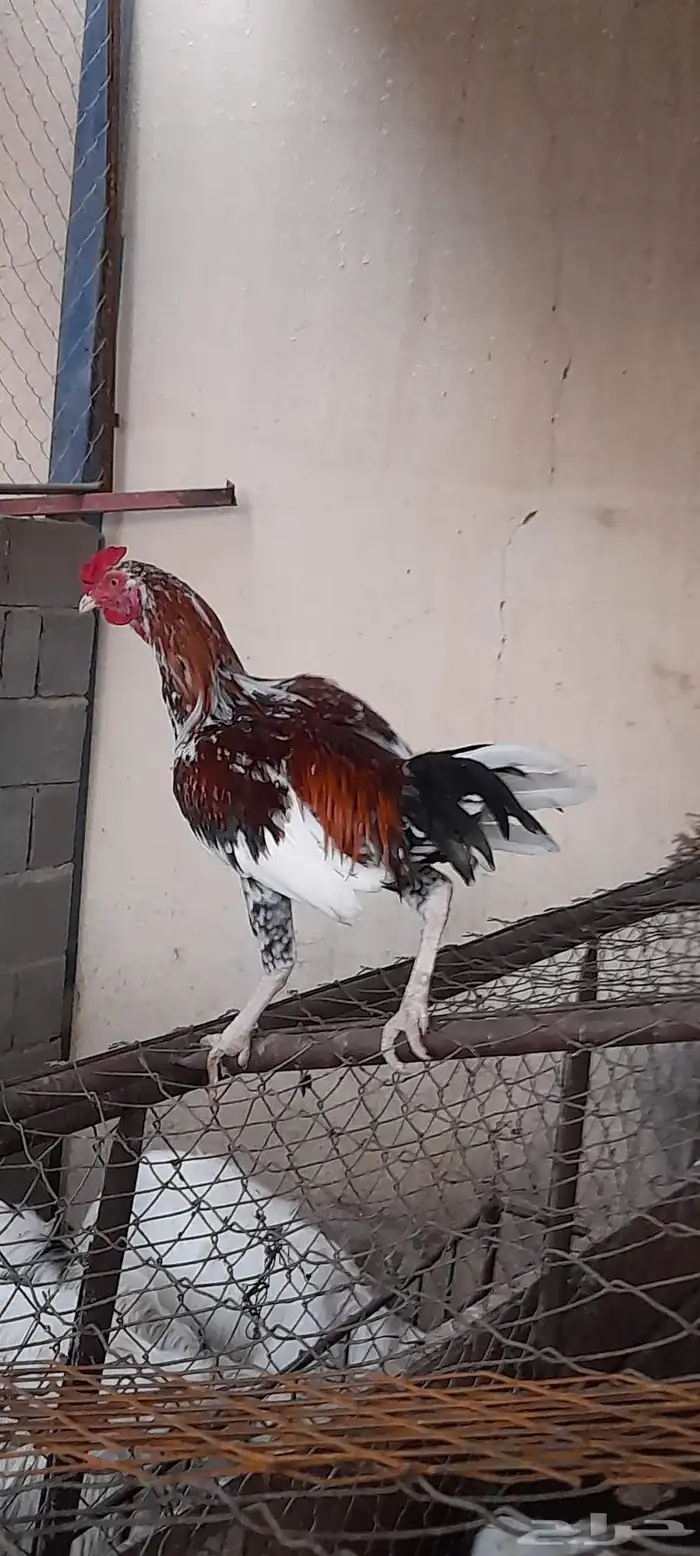 دجاج باكستاني فيها شامو دم صافي وسندي بيور 2