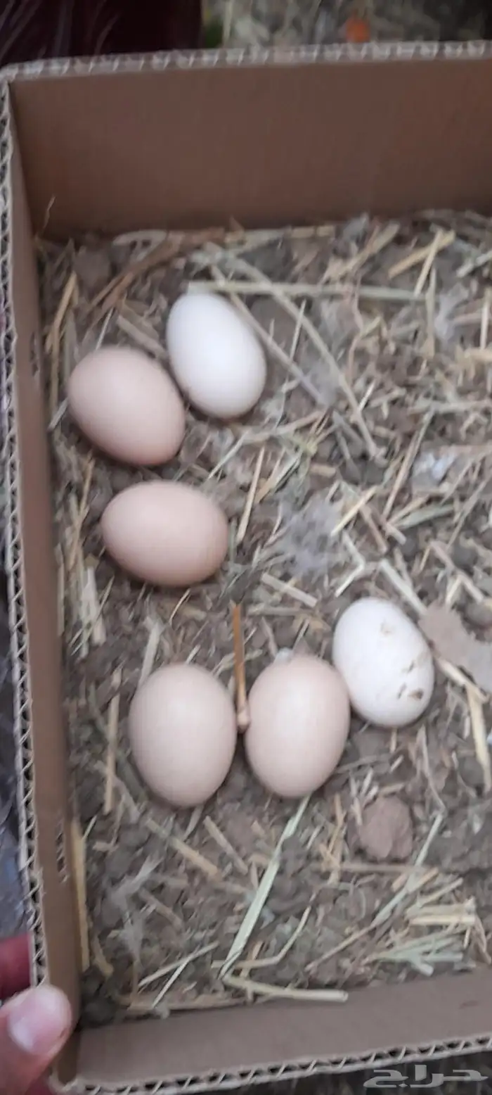 دجاج باكستاني فيها شامو دم صافي وسندي بيور 9