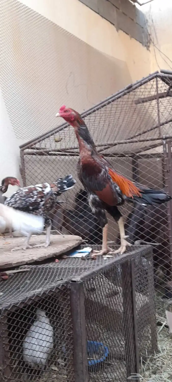 دجاج باكستاني فيها شامو دم صافي وسندي بيور 7