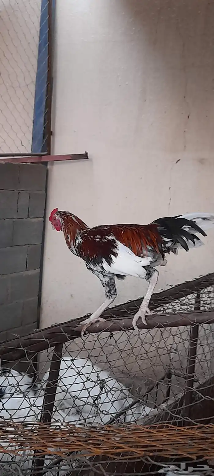 دجاج باكستاني فيها شامو دم صافي وسندي بيور 3