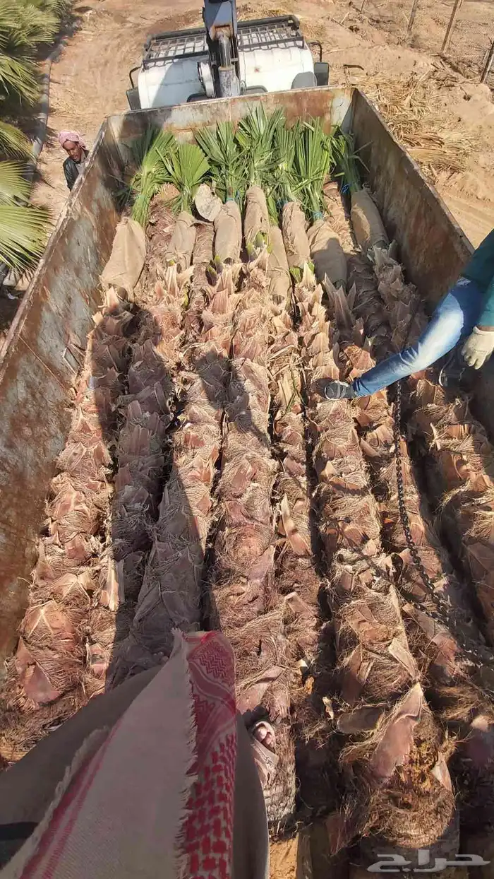 نخل واشنطني وملوكي وعربي جميع الأحجام ويوجد وسط أسعار مناسبه 1