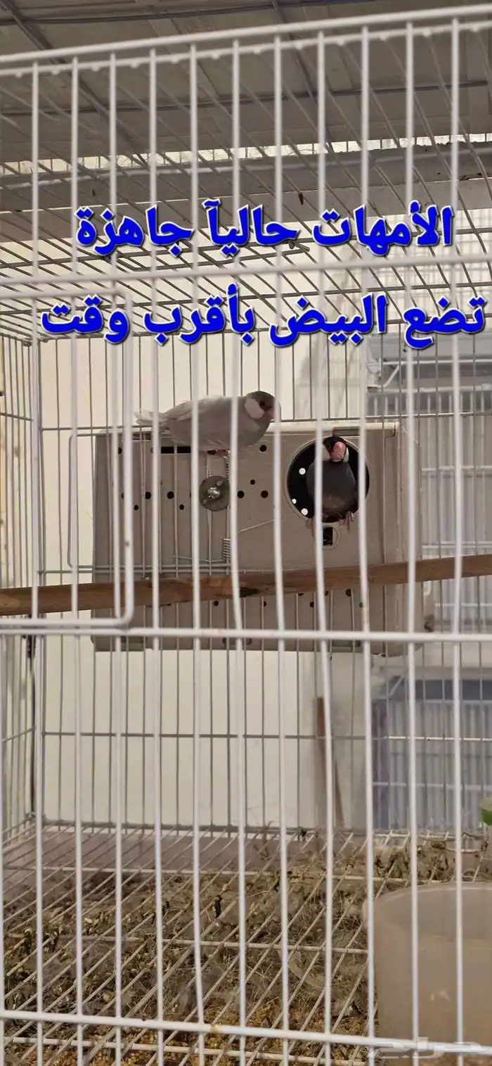 زوج جاوا ماكينة انتاج ماشاءالله تبارك الله 21