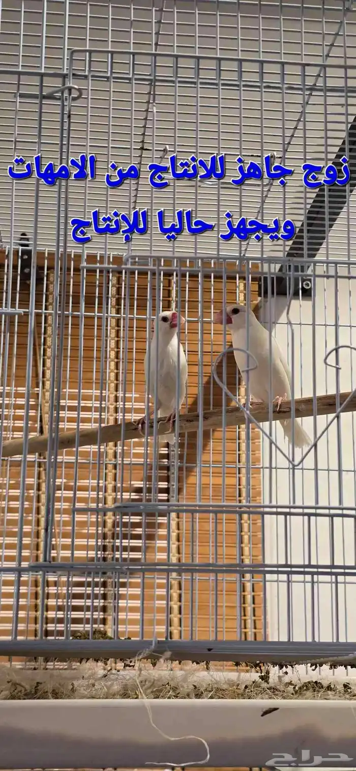 زوج جاوا ماكينة انتاج ماشاءالله تبارك الله 5