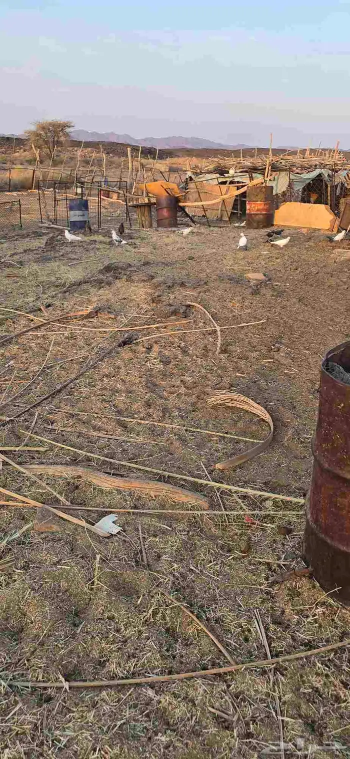 حمام للبيع 3