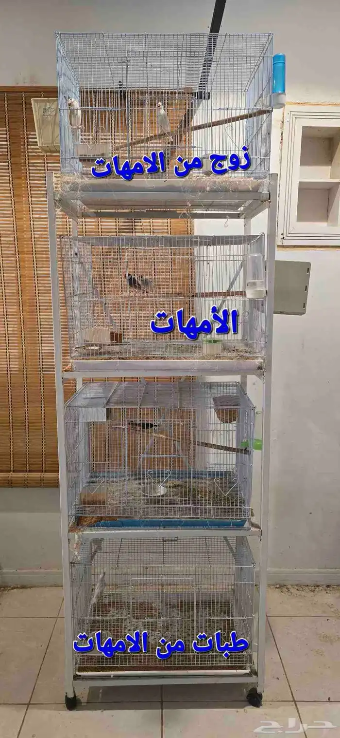 زوج جاوا ماكينة انتاج ماشاءالله تبارك الله 7
