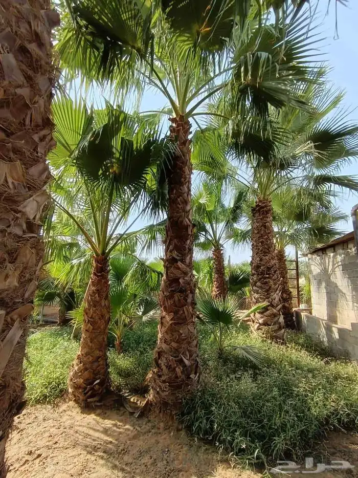 تنظيف تكريب تطليع الفروخ غرس تركيب تشبيك مزارع بسير مناسب 3