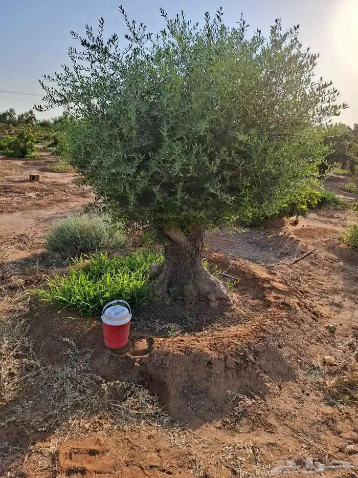 شجر زيتون ونخيل زينه 8