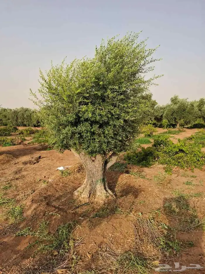 اشجار زيتون معمر زينه 4