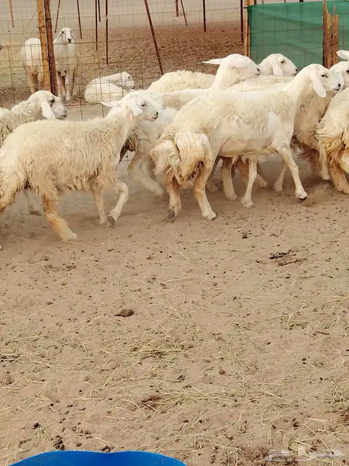 رخال حريات حرش رقم 1مقاني صنف مراح وحده 1