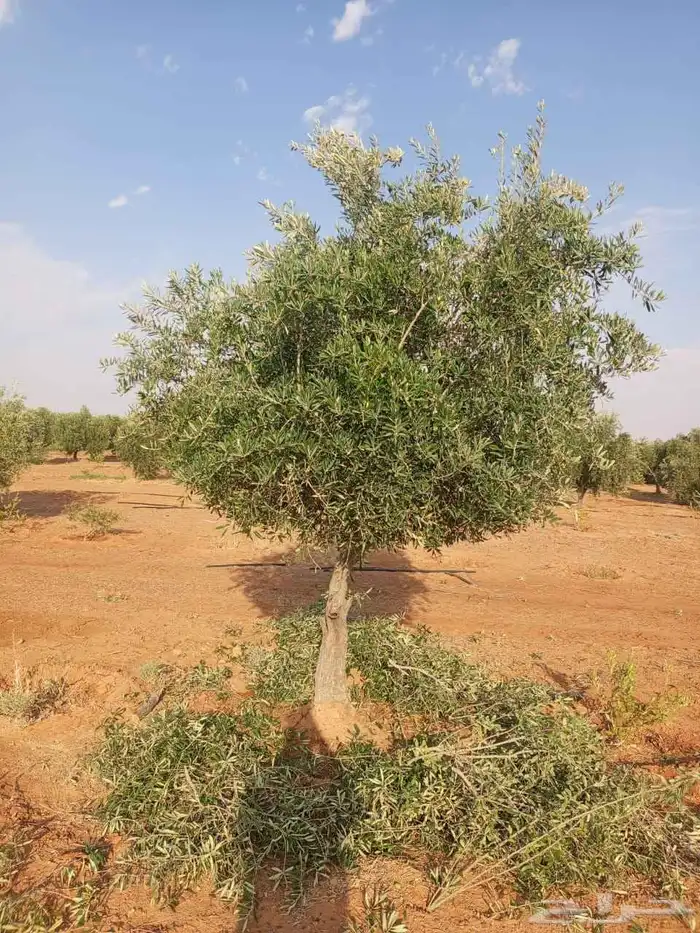 ترمناليا سرو زيتون 2