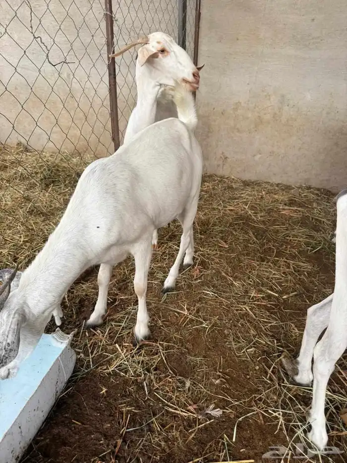 المظيلف عرض مميز سبع من المعزاء دفيع 1