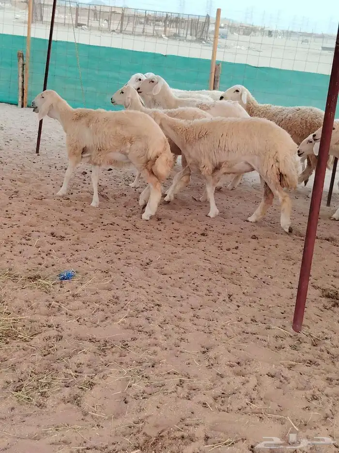 رخال حريات حرش رقم 1مقاني صنف مراح وحده 2