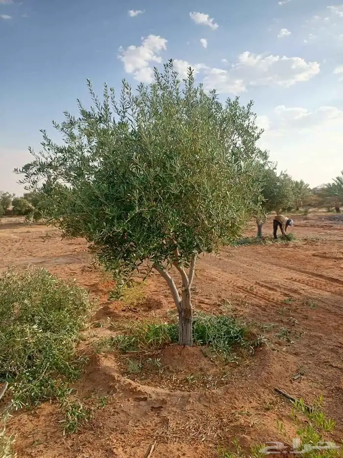 ترمناليا سرو زيتون 3