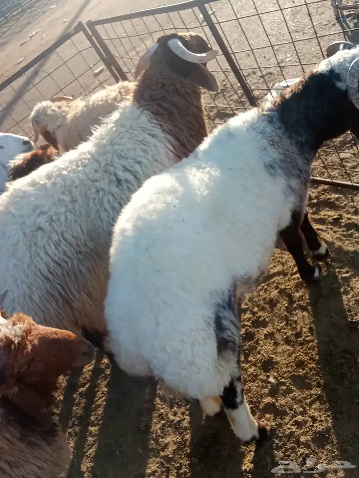 زبايج بريه طيبه 1