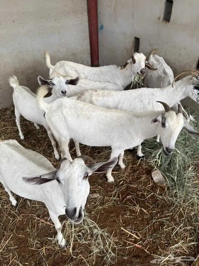 المظيلف عرض مميز سبع من المعزاء دفيع 3