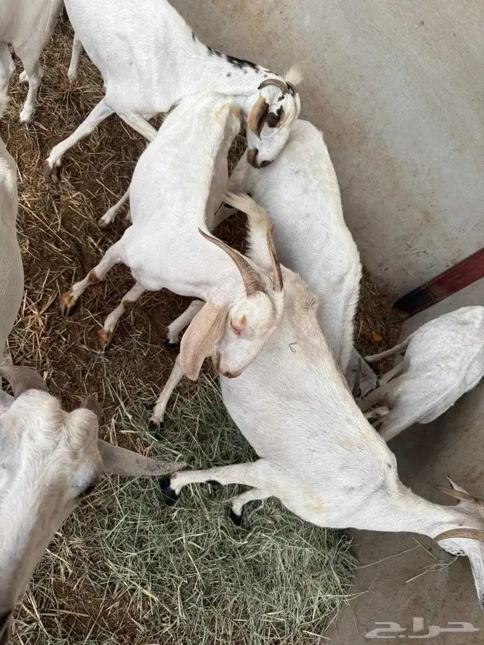 المظيلف عرض مميز سبع من المعزاء دفيع 0