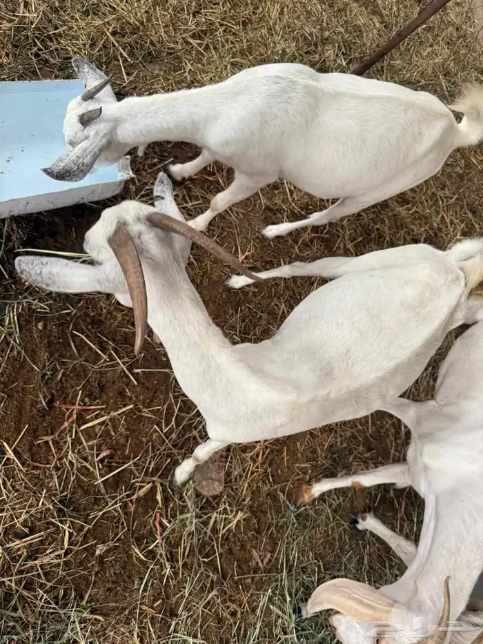 المظيلف عرض مميز سبع من المعزاء دفيع 6