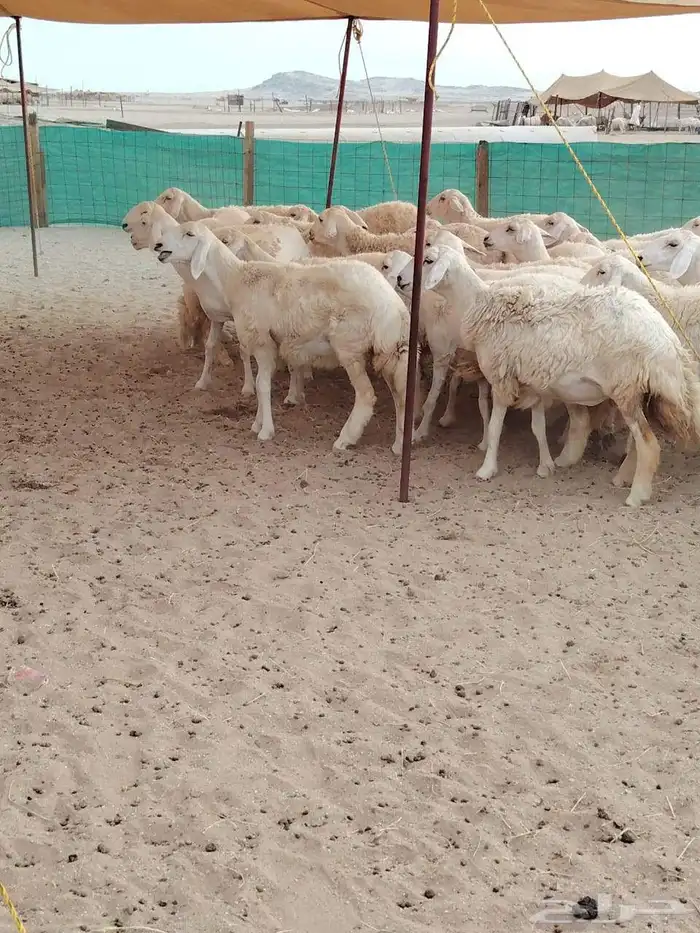 رخال حريات حرش رقم 1مقاني صنف مراح وحده 5