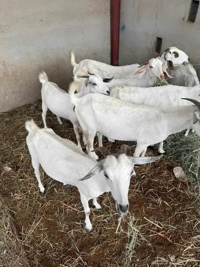 المظيلف عرض مميز سبع من المعزاء دفيع 5