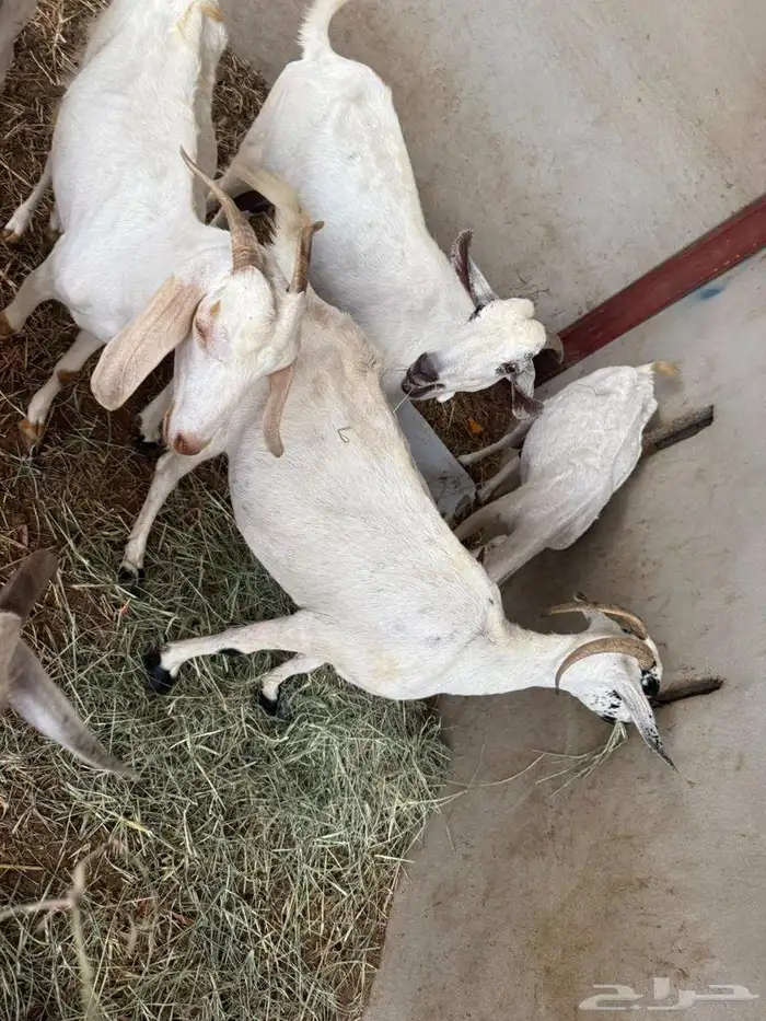 المظيلف عرض مميز سبع من المعزاء دفيع 8