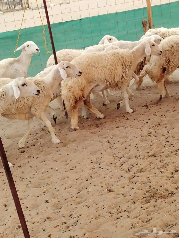 رخال حريات حرش رقم 1مقاني صنف مراح وحده 0