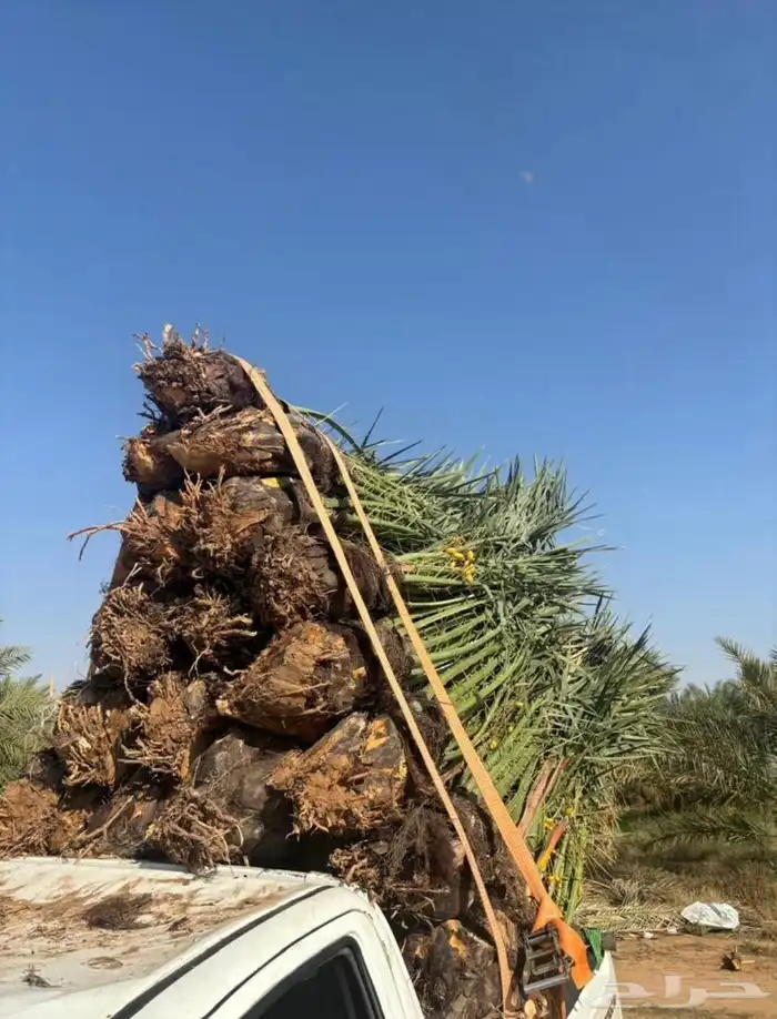 نخل مزراع الغاط المجمعه الزلفي سدير توصيل جميع مناطق المملكة 6